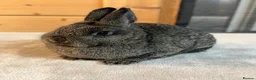 Netherland Dwarf rabbits for sale: Stunning Netherland Dwarfs  - Advert 4