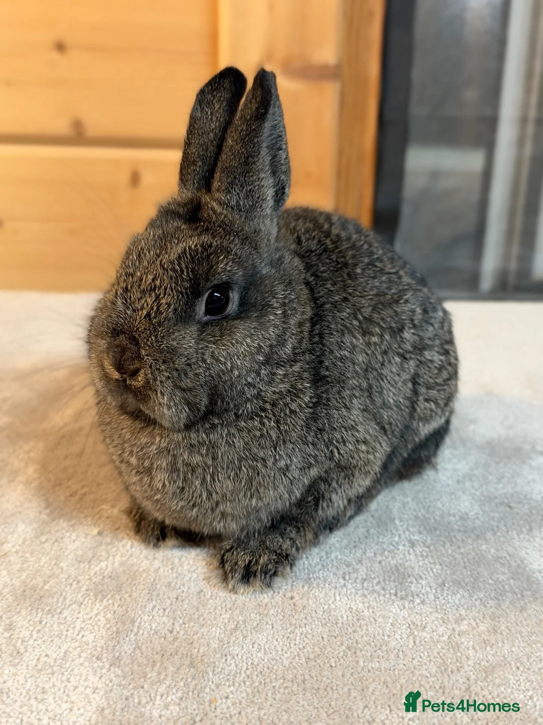 Netherland Dwarf rabbits for sale: Stunning Netherland Dwarfs  - Advert 4