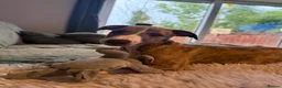 Whippet dogs for sale: 3 Lovely boys  - Advert 7