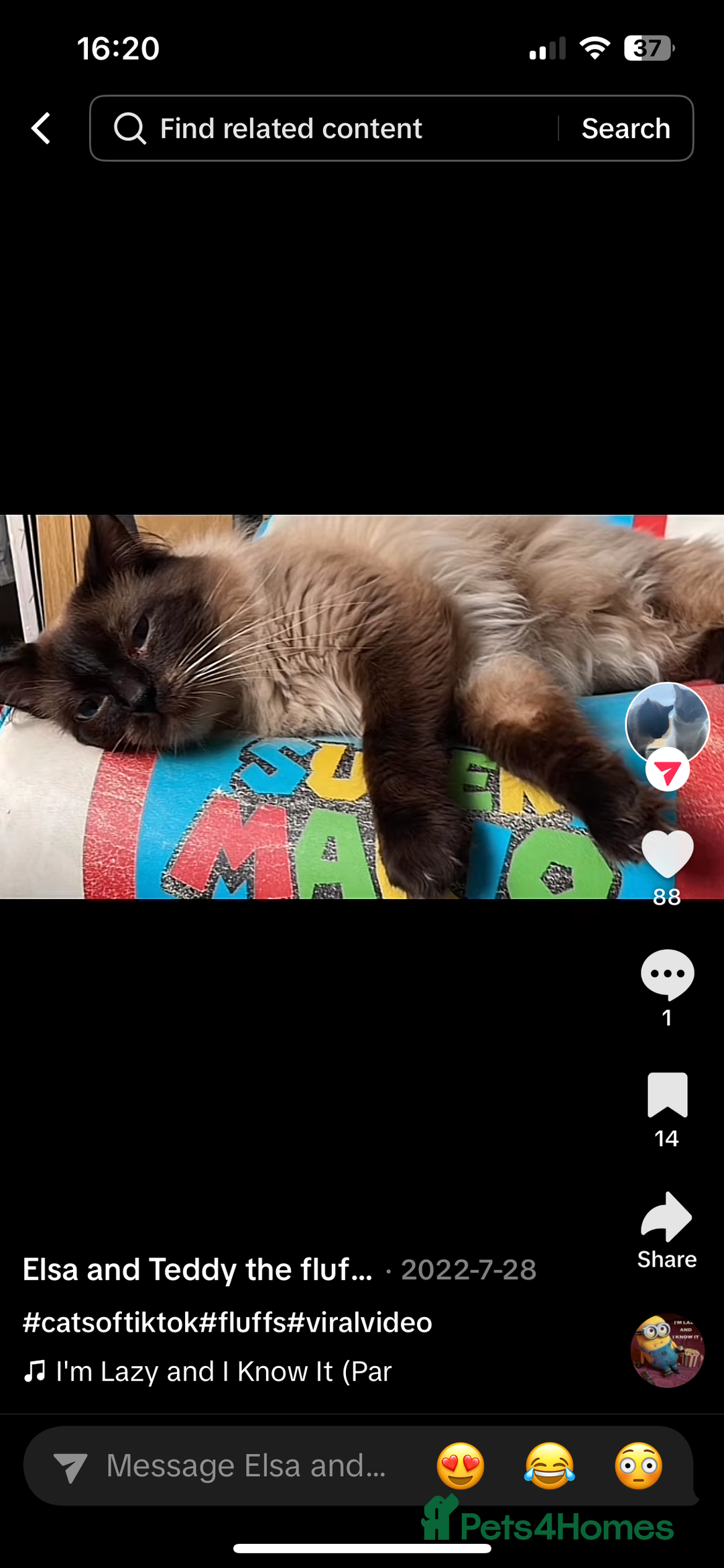 Mixed Breed cats for sale: Ragdoll cross  - Image 11