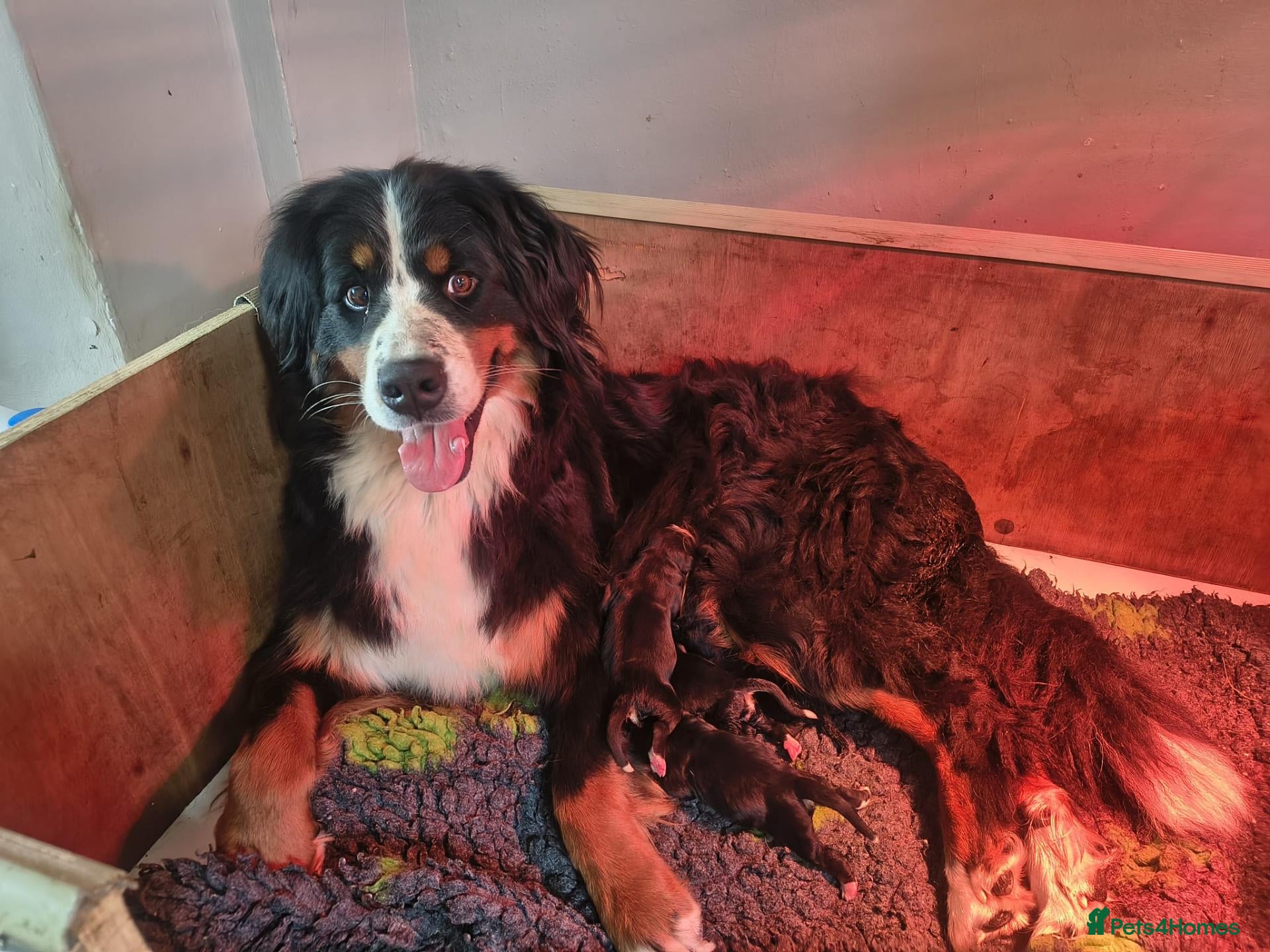 Bernese Mountain Dog dogs GORGEOUS BERNESE MOUNTAIN DOG PUPPIES AVAILABLE 🐾 - Advert 13