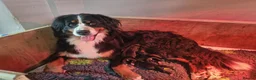 Bernese Mountain Dog dogs for sale: GORGEOUS BERNESE MOUNTAIN DOG PUPPIES AVAILABLE 🐾 - Advert 1