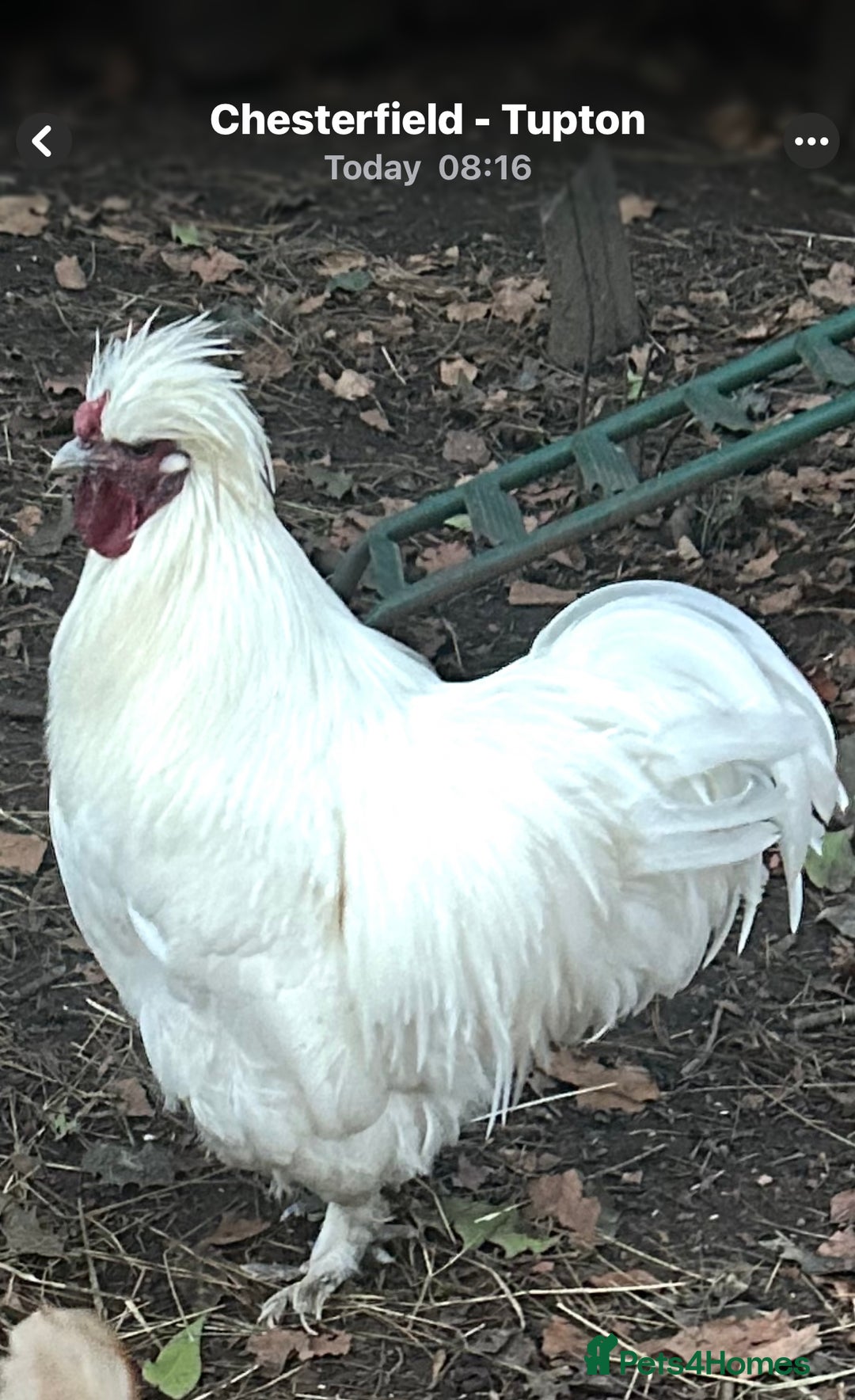 Chickens poultry for sale: Pure white silky male- proven breeder.  - Advert 2