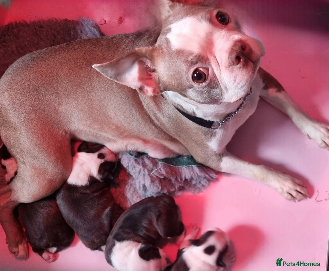 Boston Terrier dogs for sale: Stunning Lilac Boston Terrier  5* KC - Advert 3