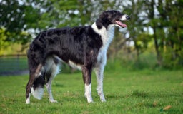 Borzoi dogs for sale: Borzoi Puppies Born 29th September - Image 4