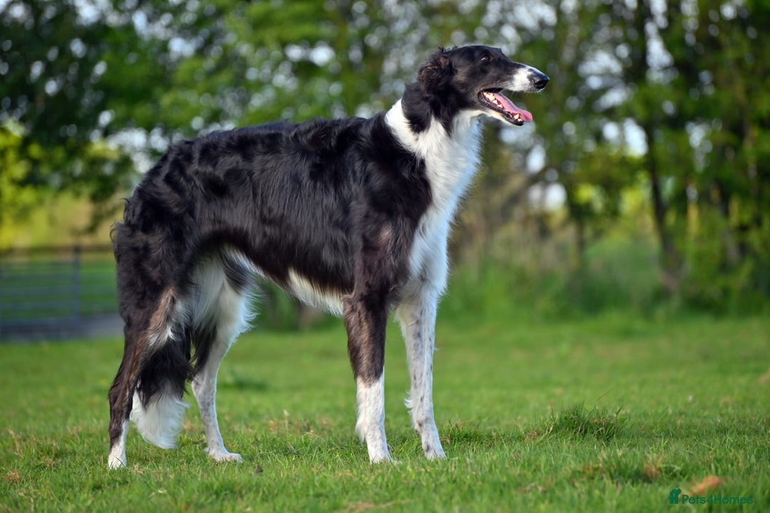 Borzoi dogs for sale: Borzoi Puppies Born 29th September - Image 4