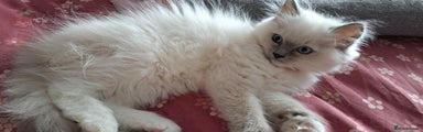 Ragdoll Kitten 5