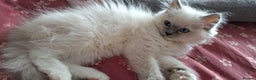 Ragdoll cats for sale: Beautiful Ragdolls by Liga in Manchester - Advert 10