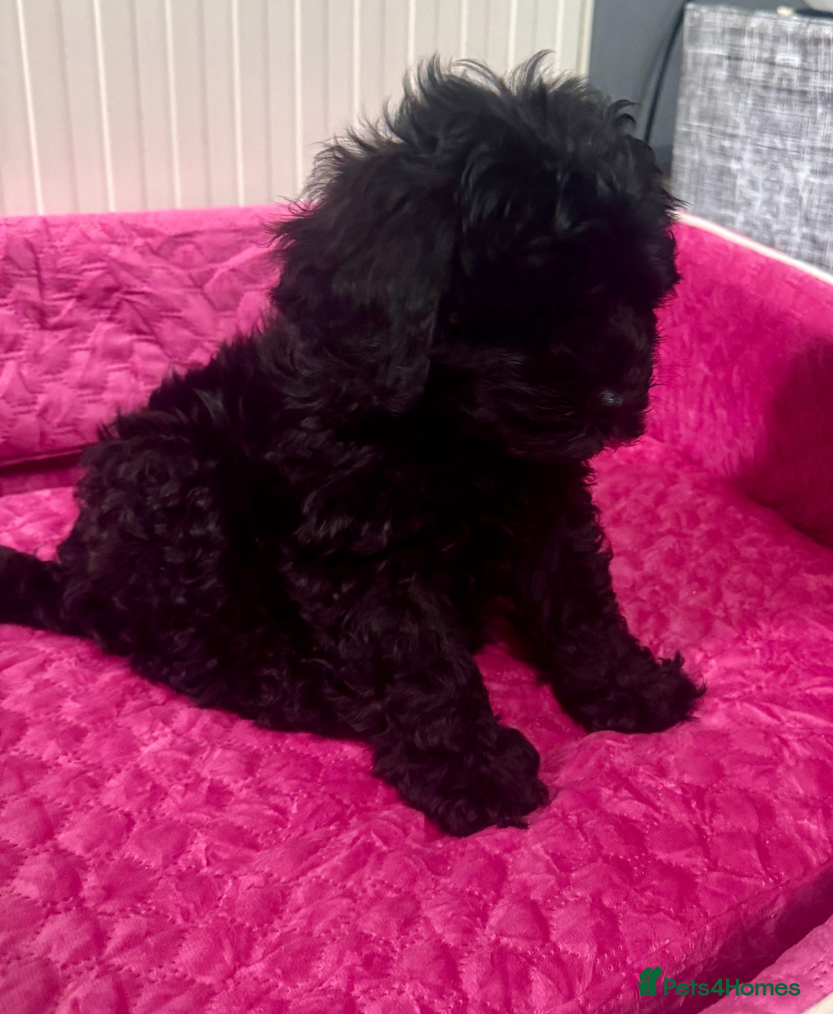 Cavapoo dogs F1 Cavapoos, extensively health tested parents  - Advert 2