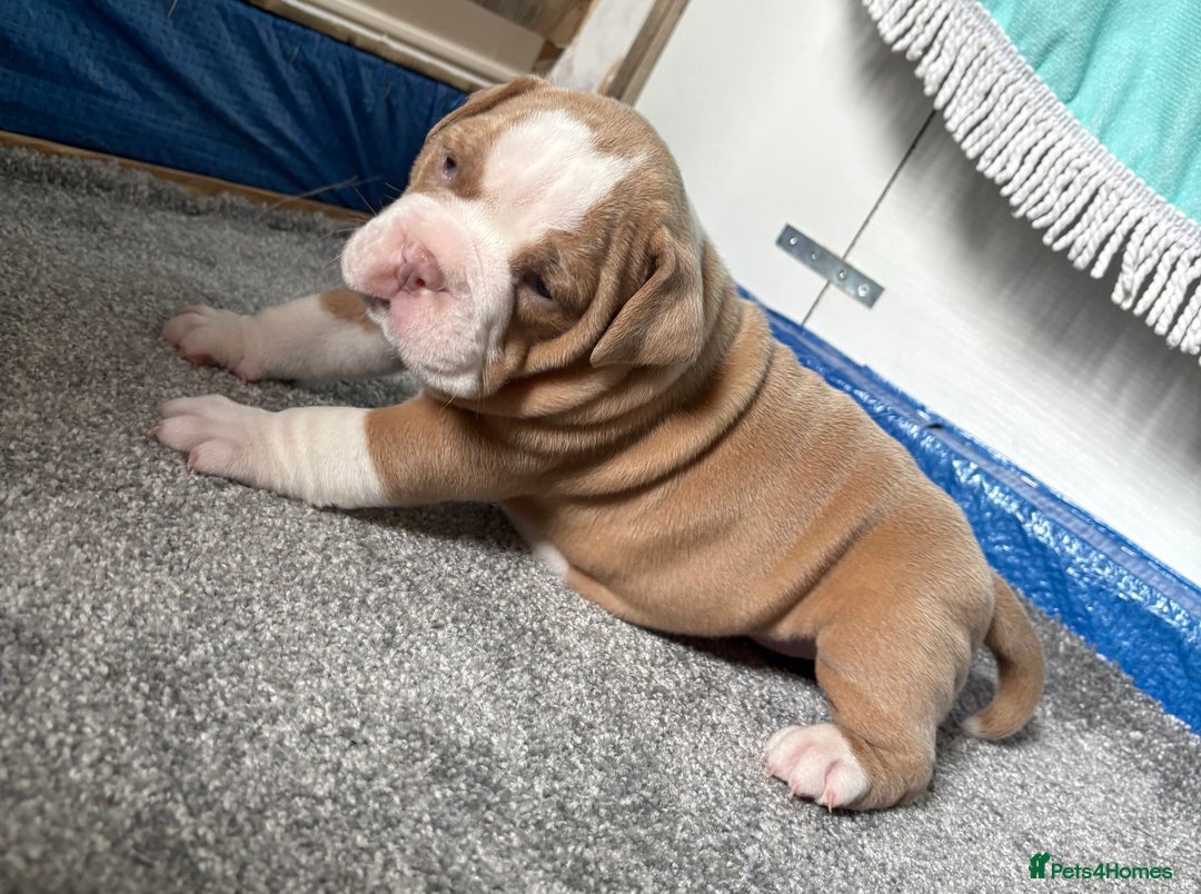 Olde English Bulldogge dogs for sale: Stunning Litter of OldTyme English Bulldogge!!💖💙 - Image 14