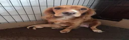 Mixed Breed dogs for sale: Golden Retriever x Cocker Spaniel  - Advert 2