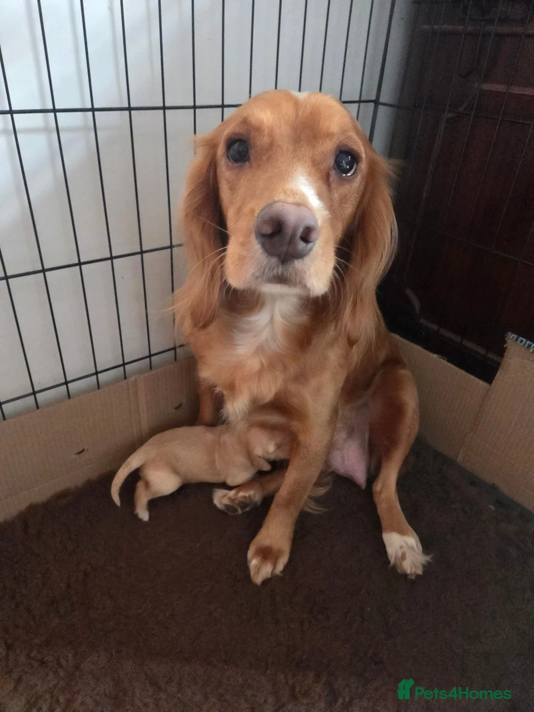 Mixed Breed dogs for sale: Golden Retriever x Cocker Spaniel  - Advert 2