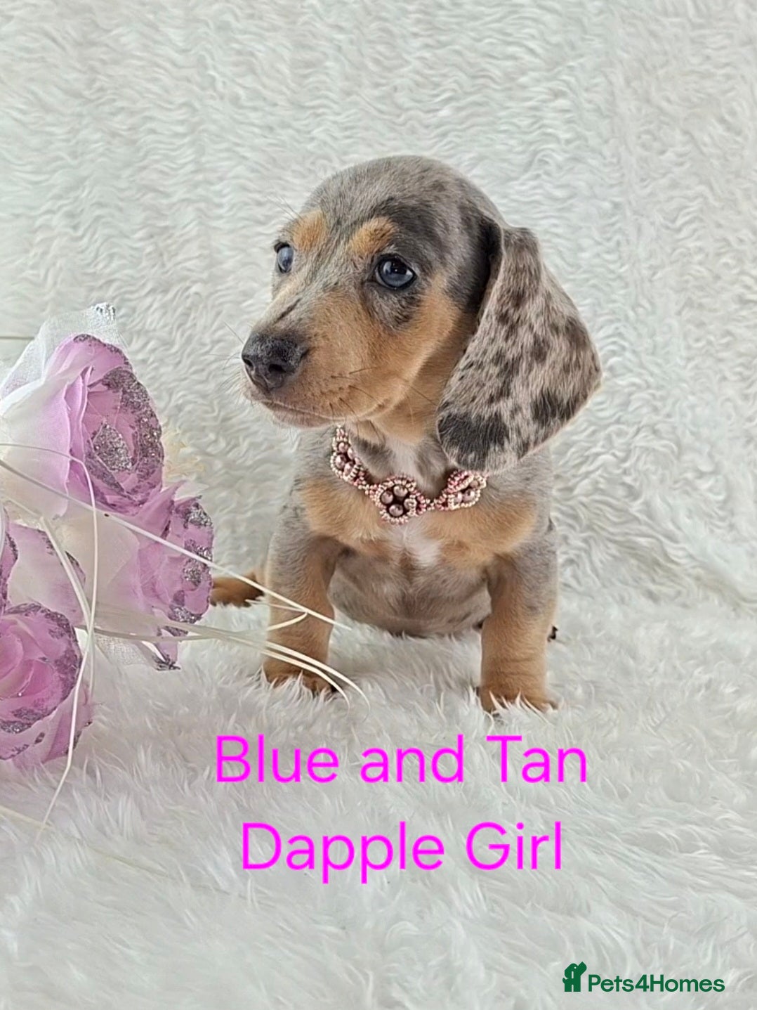 Miniature Dachshund dogs Stunning Miniature Dachshund Puppies  - Advert 1