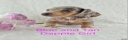 Miniature Dachshund dogs for sale: Stunning Miniature Dachshund Puppies  - Advert 3