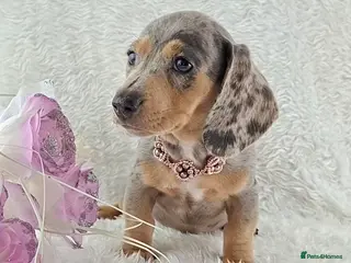 Miniature Dachshund dogs for sale: Stunning Miniature Dachshund Puppies - Advert 1