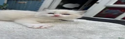 Ragdoll cats for sale: Gccf (champion) ragdoll kittens  - Advert 15