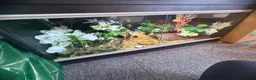 Leopard Gecko reptiles for sale: Hypo leopard gecko (Ziggy)  in Preston - Advert 7