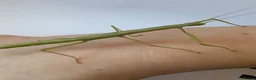 Stick Insects invertebrates for sale: Stick insect eggs with how to guide - Advert 3