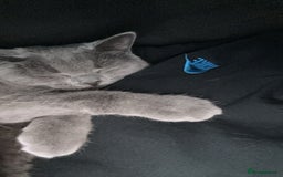 British Shorthair cats for sale: Bella The British Shorthair - Image 4