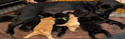 Mixed Breed dogs for sale: ❗ Only 4 left ❗- Chow Chow x Labrador pups  - Advert 10