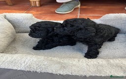 Mixed Breed dogs for sale: Hungarian puli cross miniature poodle puppies - Image 15