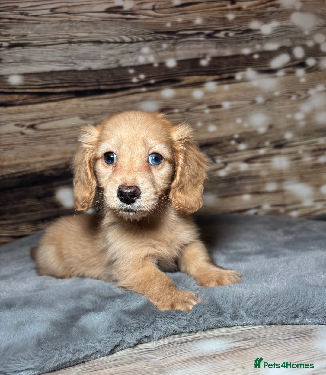 Miniature Dachshund dogs for sale: miniature long coat dachshunds - Advert 18