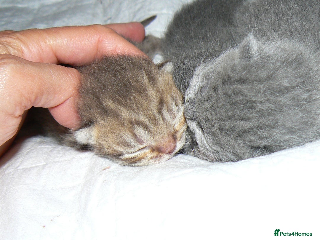 British Shorthair cats for sale: Pedegree British Blue + Tabby Shorthair Kittens - Image 15