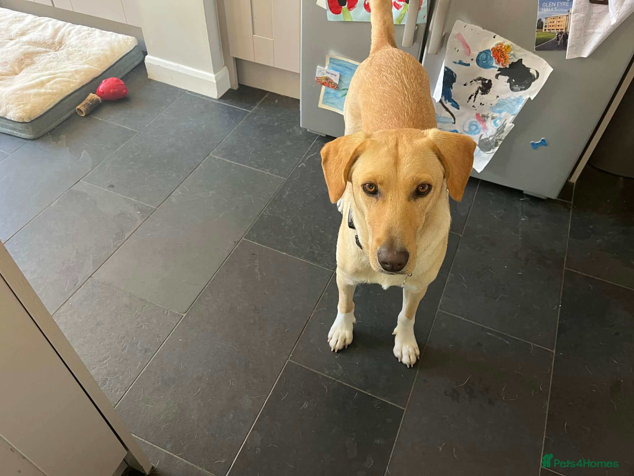 Mixed Breed dogs LILY - Nearly 2 Years Old, Lab Mix Girl - Advert 7