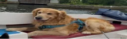 Golden Retriever dogs for sale: Stunning KC golden retriever puppies - Advert 10