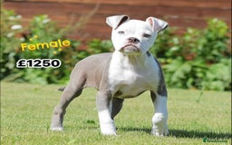 Old Tyme Bulldog dogs for sale: COUNCIL APPROVED⭐️5⭐️LICENSED.23 YEARS EXPERIENCE  - Image 2