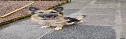 German Shepherd dogs for sale: Sage 4 year old German Shepherd  - Advert 1