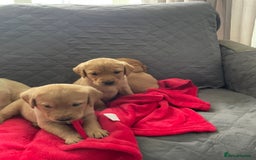 Labrador Retriever dogs for sale: Adorable Golden and Fox Red Puppies - Image 7