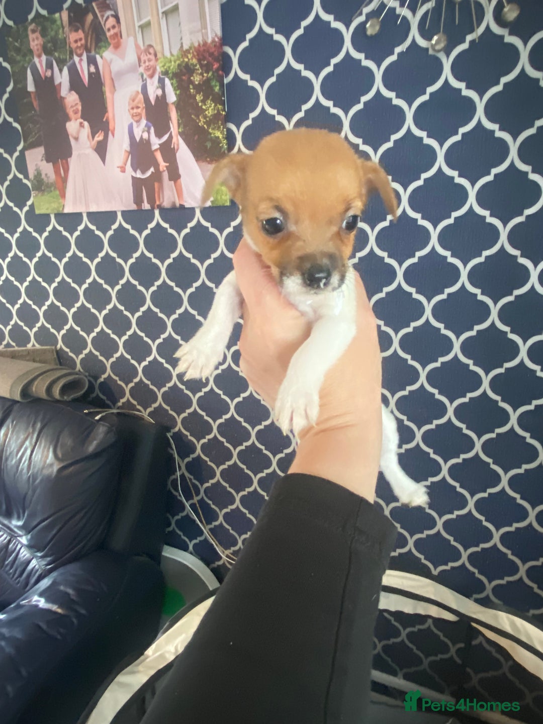 Jack Russell dogs for sale: Jack Russel beauty’s  in Folkestone - Image 16
