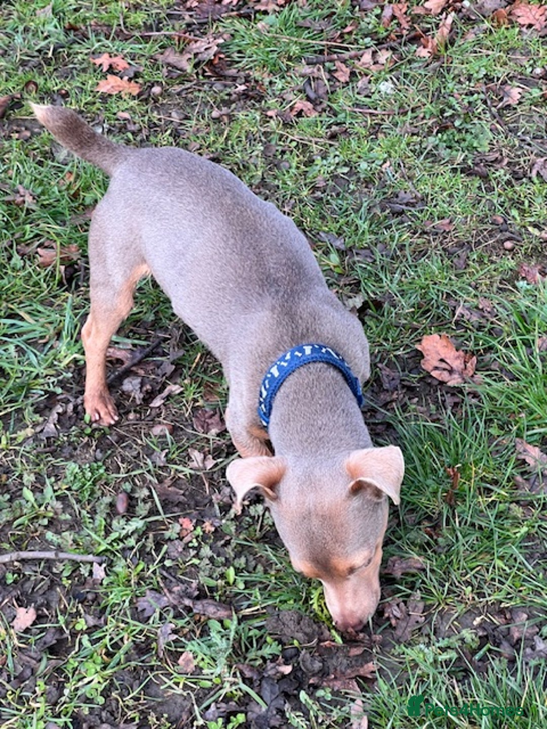 Jack Russell dogs for sale: STUNNING MINIATURE JRT's FOR SALE - Advert 4