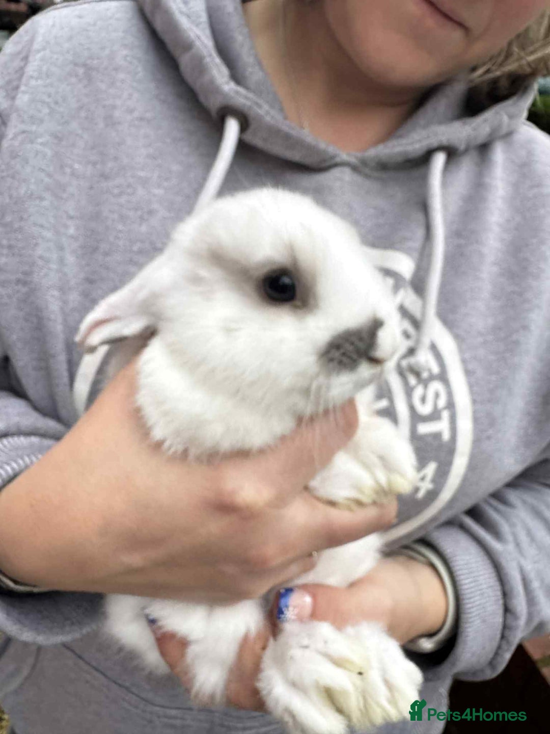 Mini Lop rabbits for sale: Mini pop baby rabbits - Advert 8