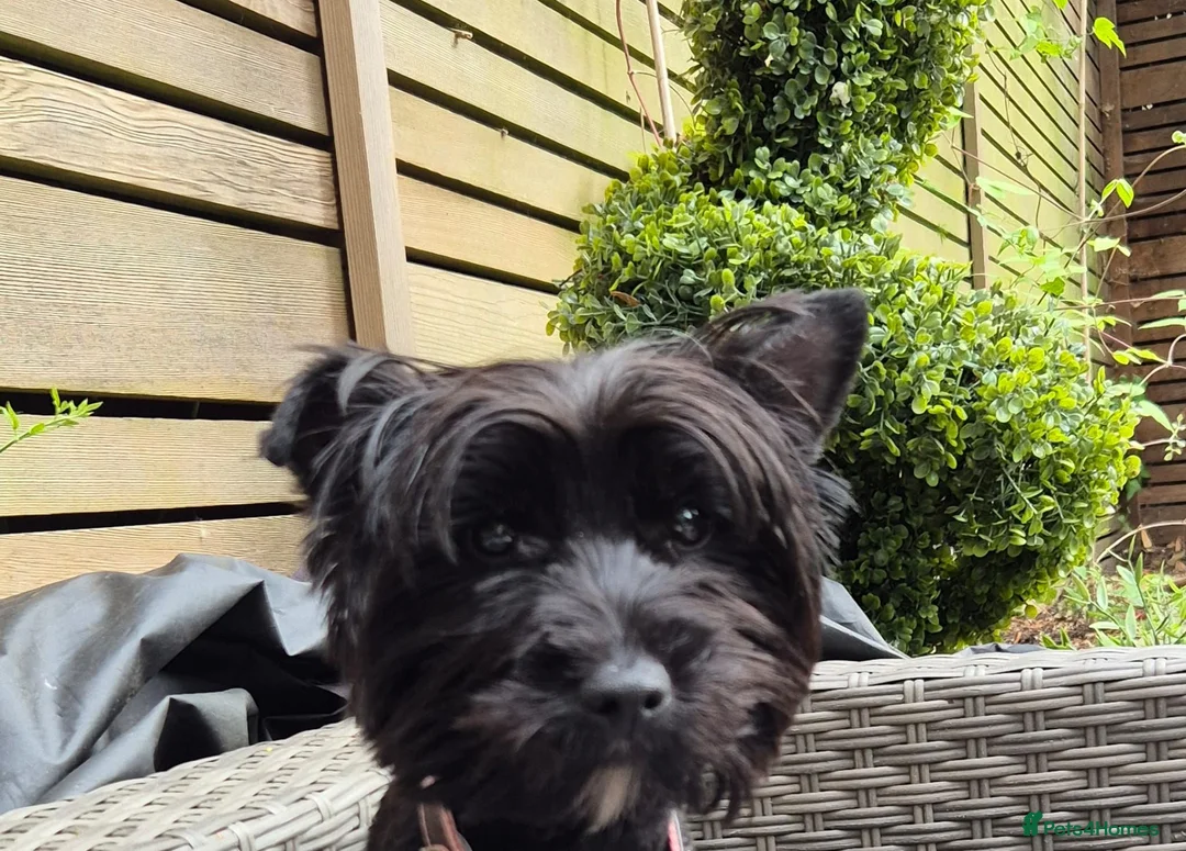 Yorkshire Terrier dogs for sale: Black yorkshire-terrier female  - Advert 2