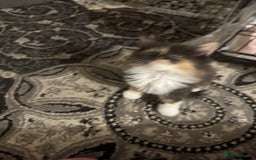 Maine Coon cats for sale: Beautiful bundles of joy Maincoon ready now  - Image 5