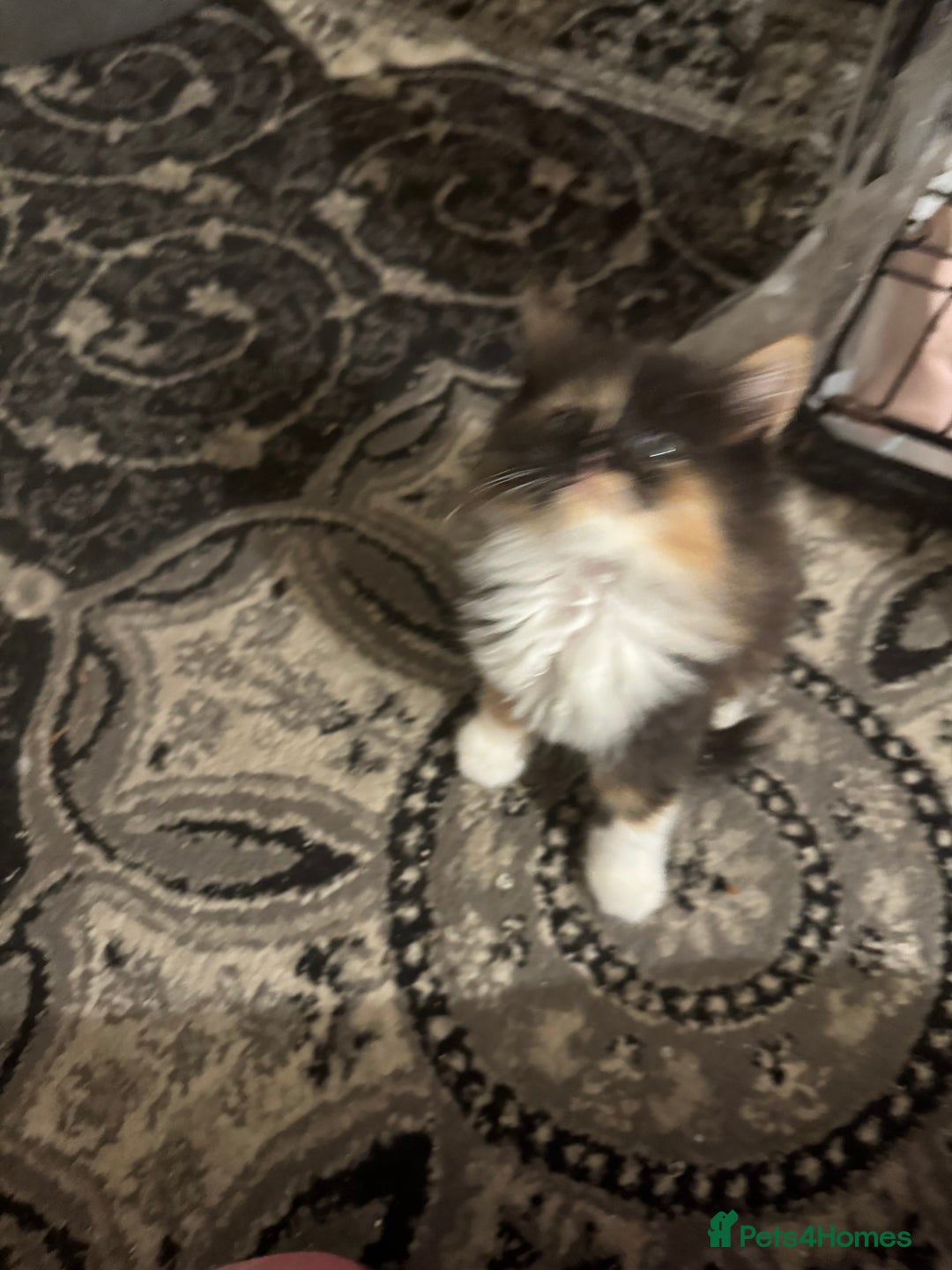 Maine Coon cats for sale: Beautiful bundles of joy Maincoon ready now  - Image 5