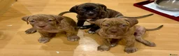 Mixed Breed dogs for sale: Last girl & boy puppies available  in Weybridge - Advert 8
