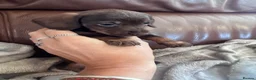 Miniature Dachshund dogs for sale: Gorgeous puppies available  - Advert 12