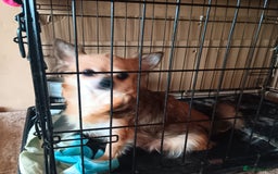 Chihuahua dogs for sale: Gorgeous Puppy chihuahua for sale - Image 3