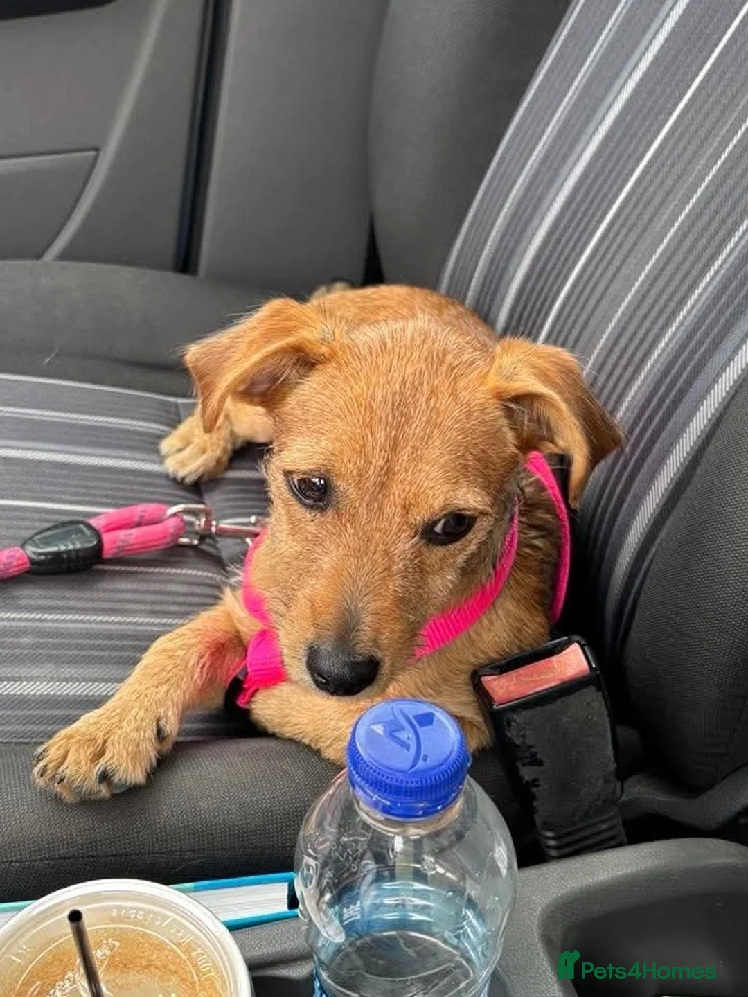 Mixed Breed dogs for sale: Sweet Lucy needs her family  - Advert 2