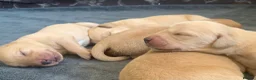 Labrador Retriever dogs for sale: Adorable KC Labrador puppies 🐾 - Advert 12