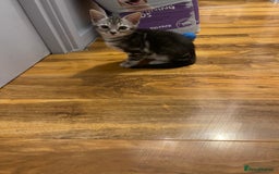 Bengal cats for sale: Silver charcoal bengals pets/queens/studs - Image 13