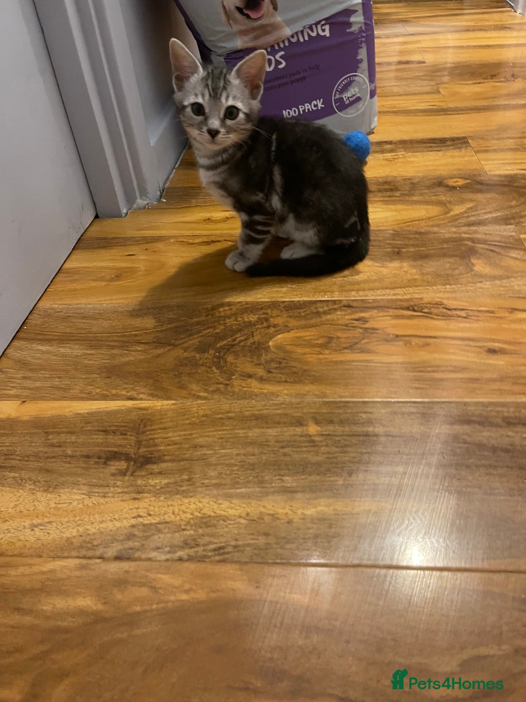 Bengal cats for sale: Silver charcoal bengals pets/queens/studs - Image 13