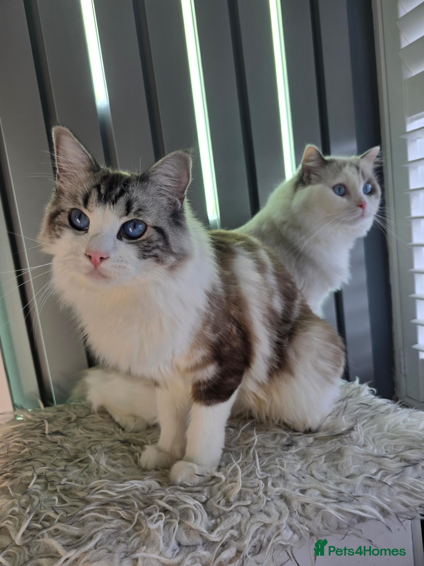 Ragdoll cats BEAUTIFUL PEDIGREE RAGDOLL KITTENS STUNNING - Advert 1