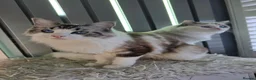 Ragdoll cats for sale: BEAUTIFUL PEDIGREE RAGDOLL KITTENS STUNNING - Advert 1