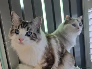 Ragdoll cats BEAUTIFUL PEDIGREE RAGDOLL KITTENS STUNNING - Advert 1