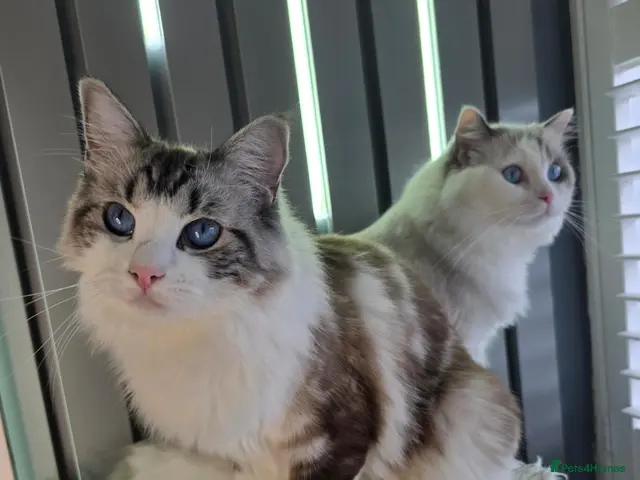 Ragdoll cats for sale: BEAUTIFUL PEDIGREE RAGDOLL KITTENS STUNNING - Advert 11