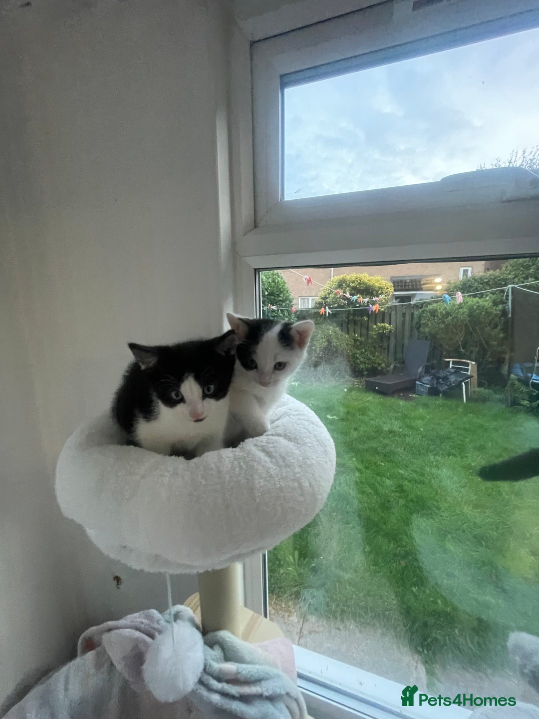 Domestic Shorthair cats for sale: 2 Male Kittens - Image 2